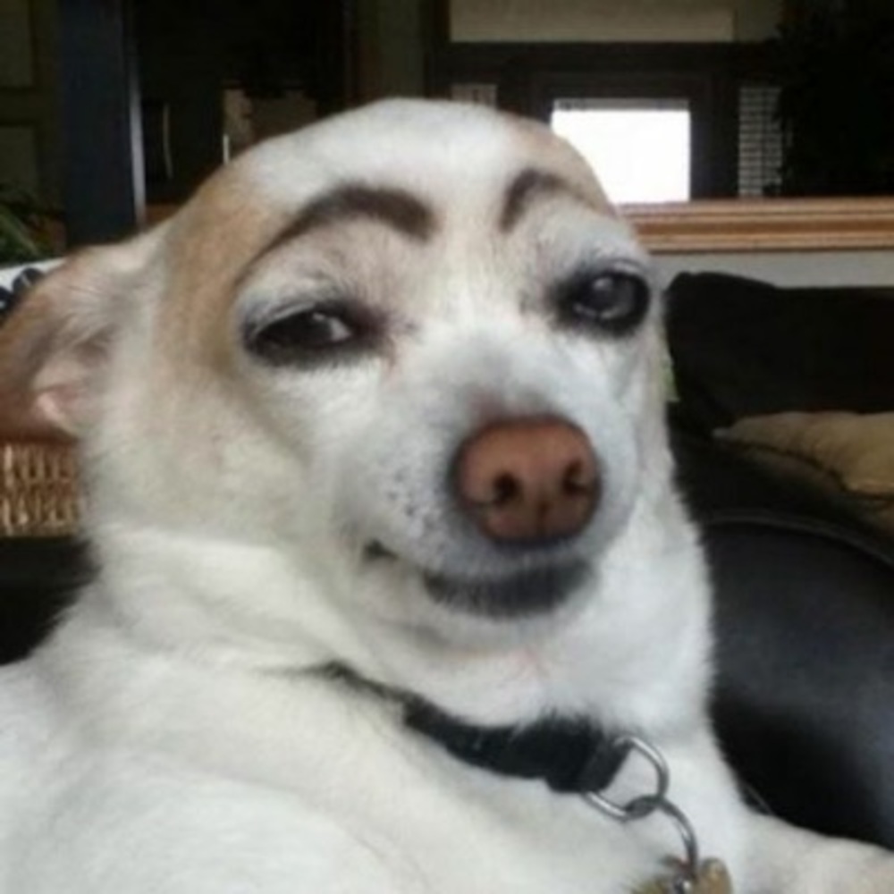 Meet your Posher, Diego